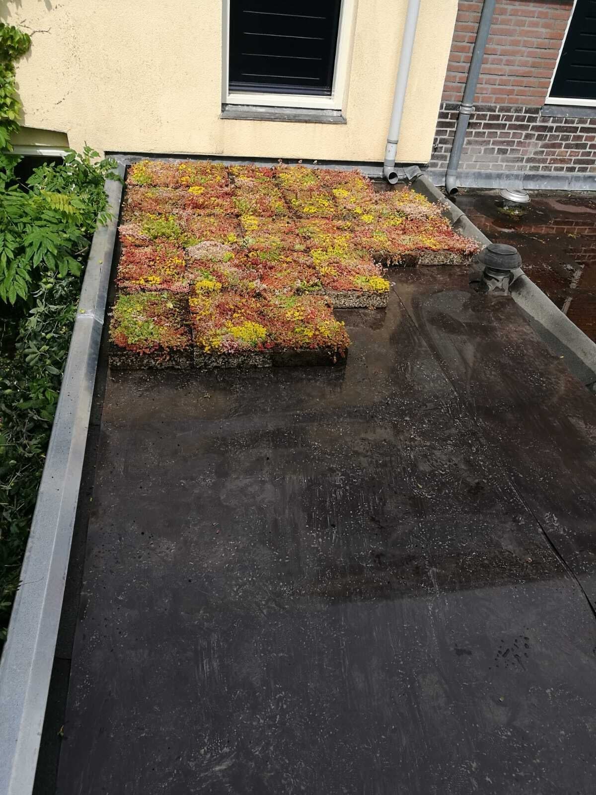 sedum dakbedekking wordt aangelegd