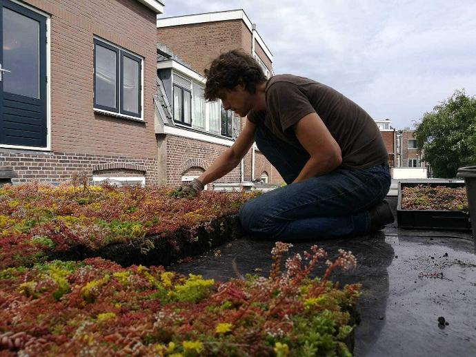 aanleggen van sedumdak in utrecht