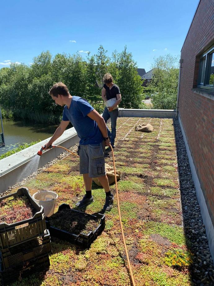 sedumdak wordt nat gesproeid en afgewerkt