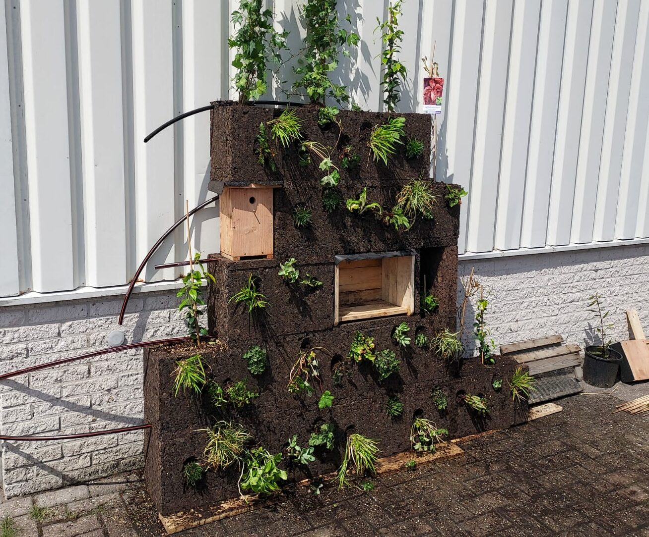 groene gevel met vegetatie modules