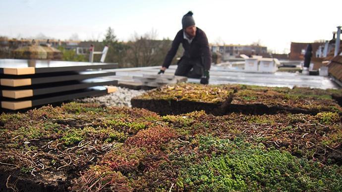 groenpand monteur legt groendak aan op een plat dak